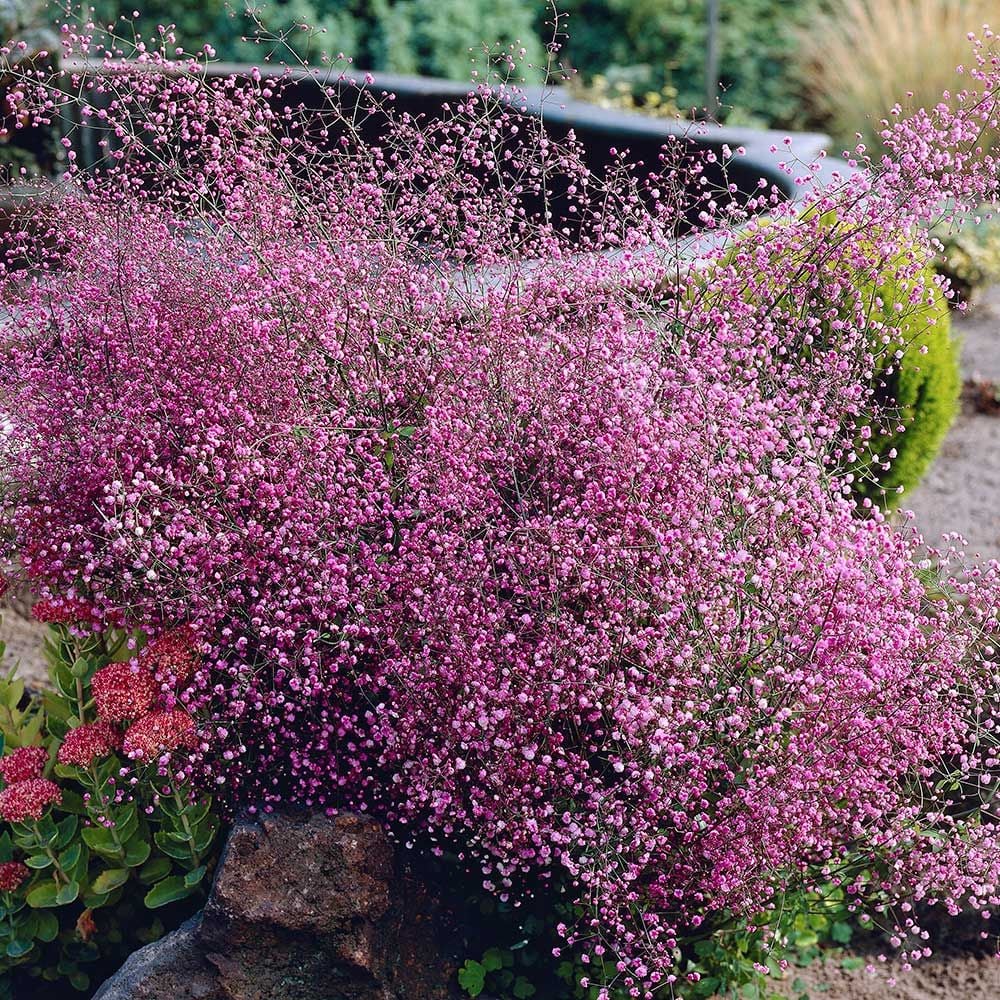 Thalictrum delavayi 'Hewitt's Double'