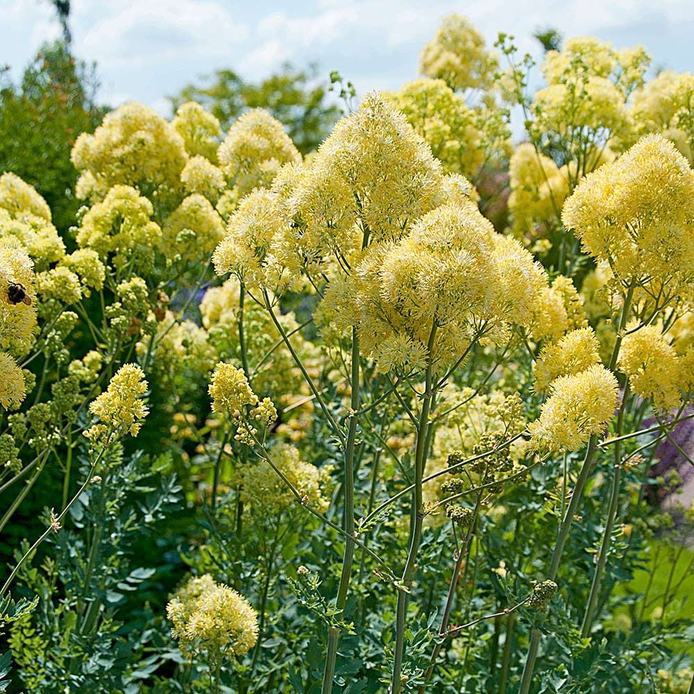 Thalictrum flavum subsp. glaucum