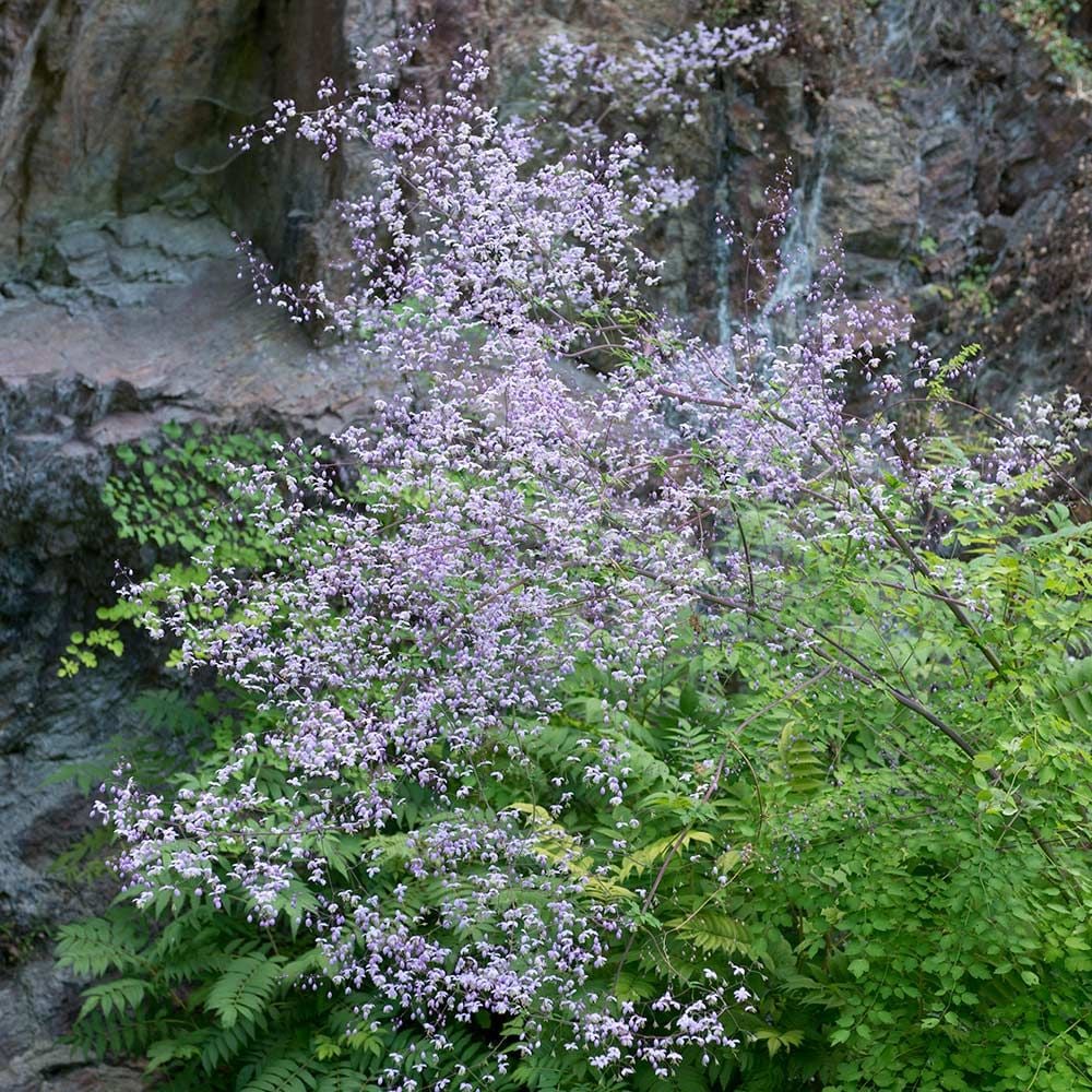 Thalictrum rochebrunianum