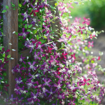  Clematis 'Sweet Summer Love'