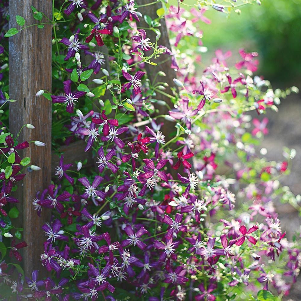 Clematis 'Sweet Summer Love'