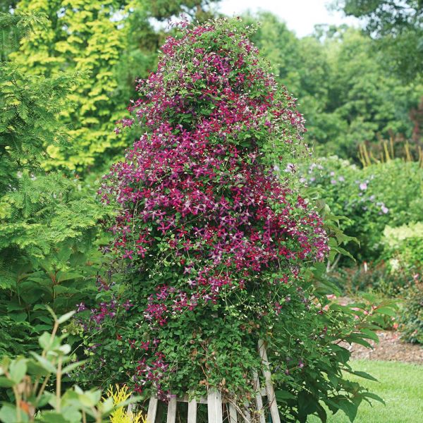 Clematis 'Sweet Summer Love' White Flower Farm