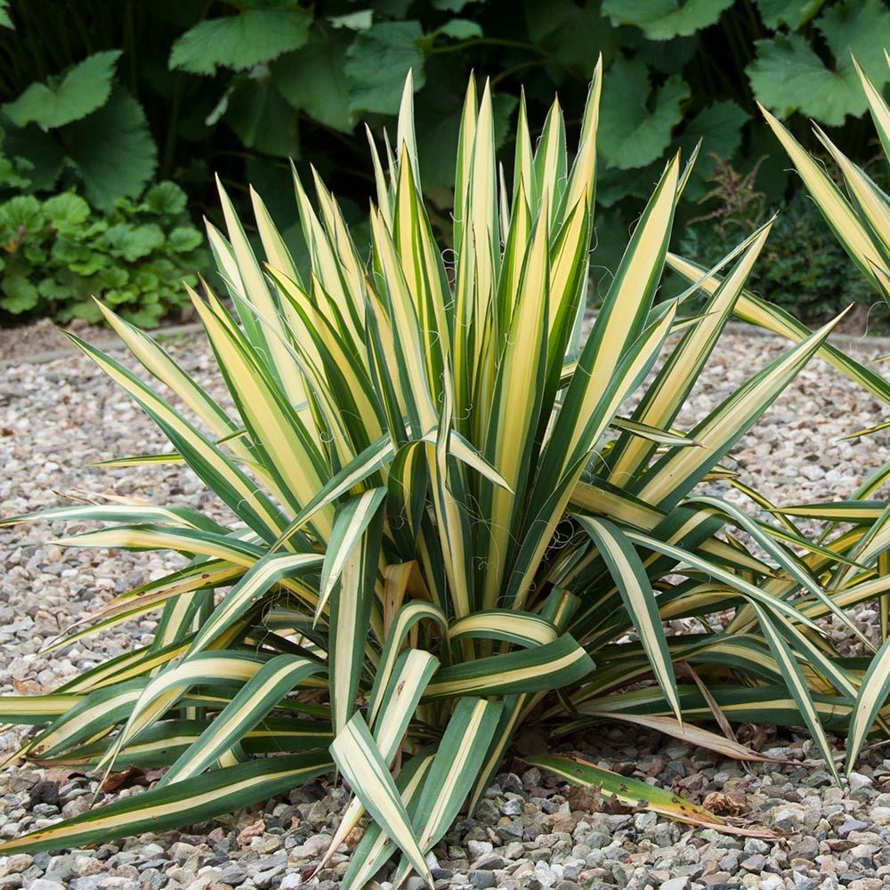 Yucca Filamentosa Golden Sword White Flower Farm