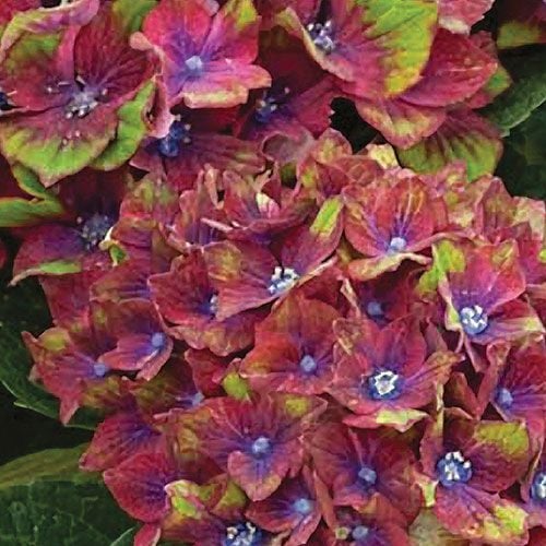 Hydrangea macrophylla Pistachio White Flower Farm