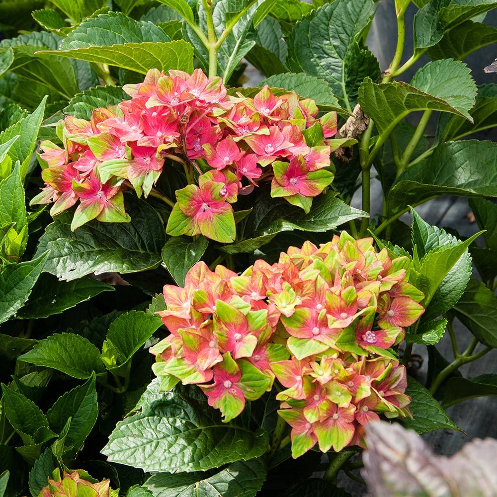 Hydrangea macrophylla Pistachio