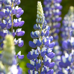  Lupinus 'The Governor'