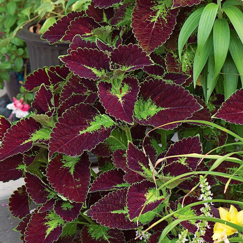 Coleus 'Dipt in Wine'