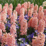  Hyacinthus orientalis 'Gipsy Queen'