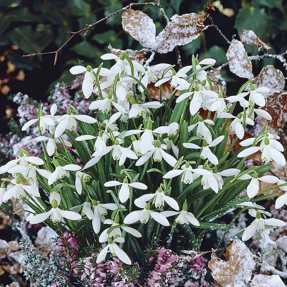 Galanthus nivalis