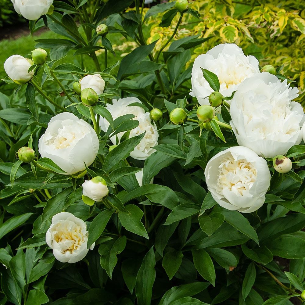 Paeonia Duchesse De Nemours White Flower Farm