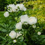 Cutting Garden Perennials