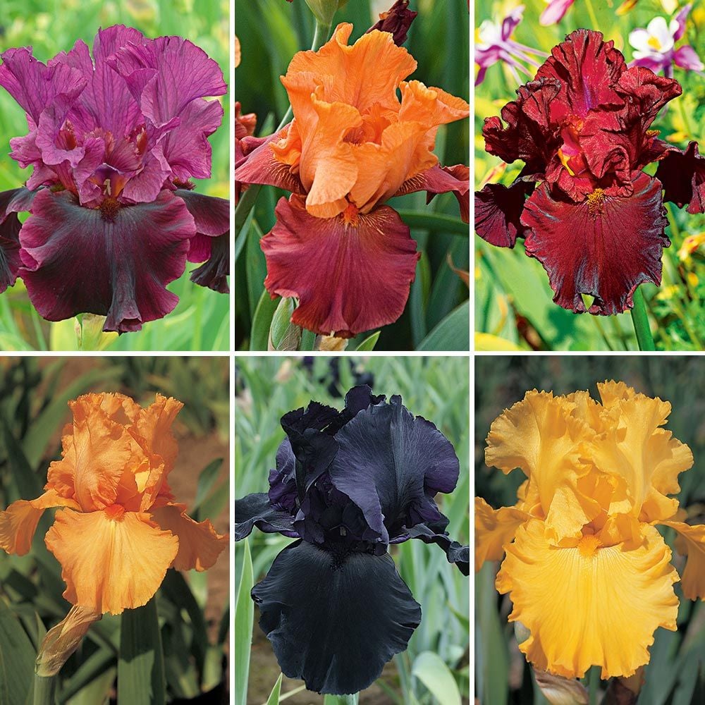 Bold Colors Bearded Iris Collection White Flower Farm
