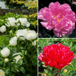  Fragrant Peony Trio