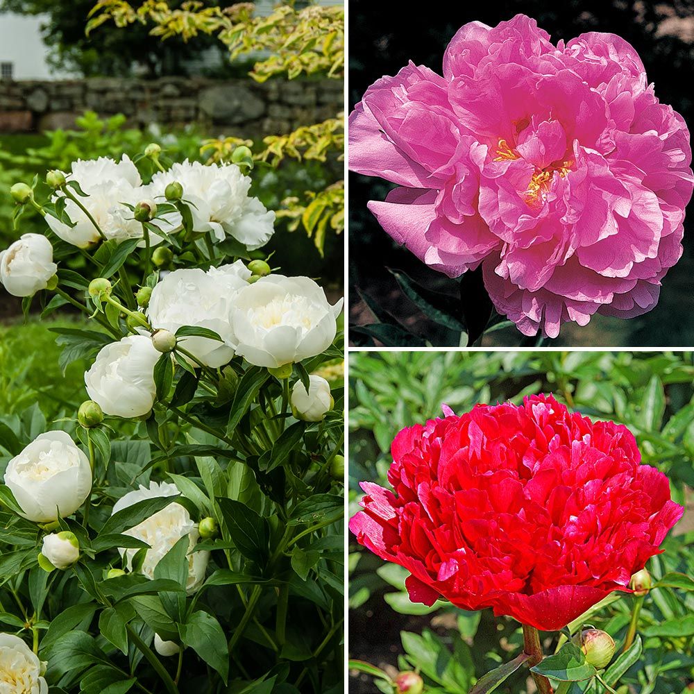 Fragrant Peony Trio
