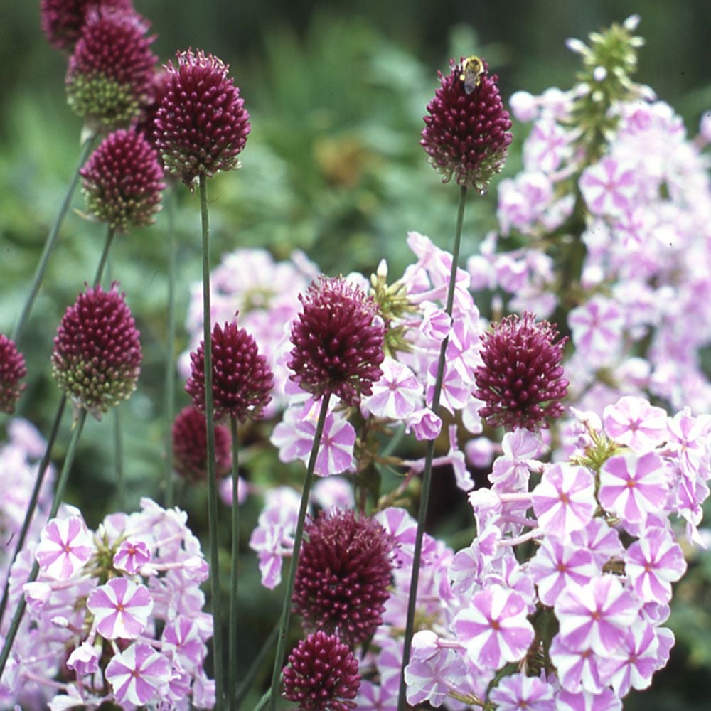 Allium sphaerocephalon