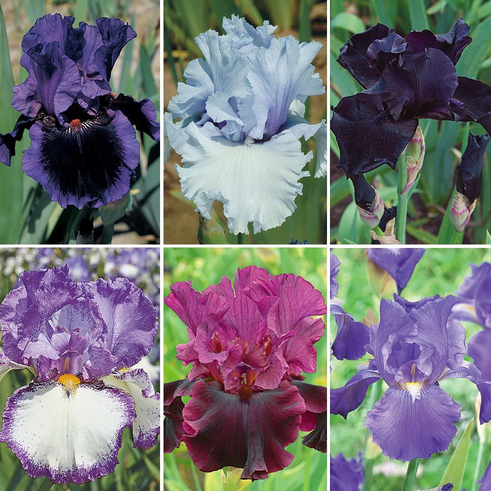 Bulbs, Corms, Rhizomes & Roots VIBRANT TALL bearded