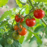  Tomato 'Red Currant'