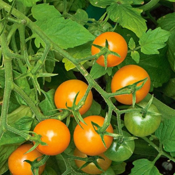Tomato 'Sungold' White Flower Farm