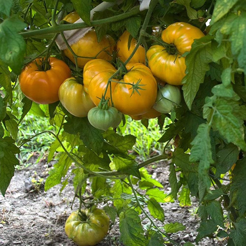 Tomato 'Orange Strawberry'