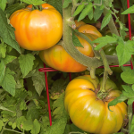  Tomato 'Gold Medal Yellow'