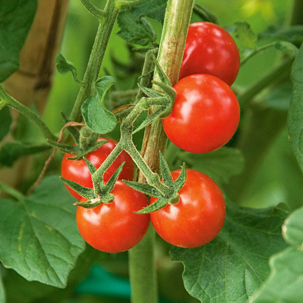 Toms monica cherry hotsell tomato
