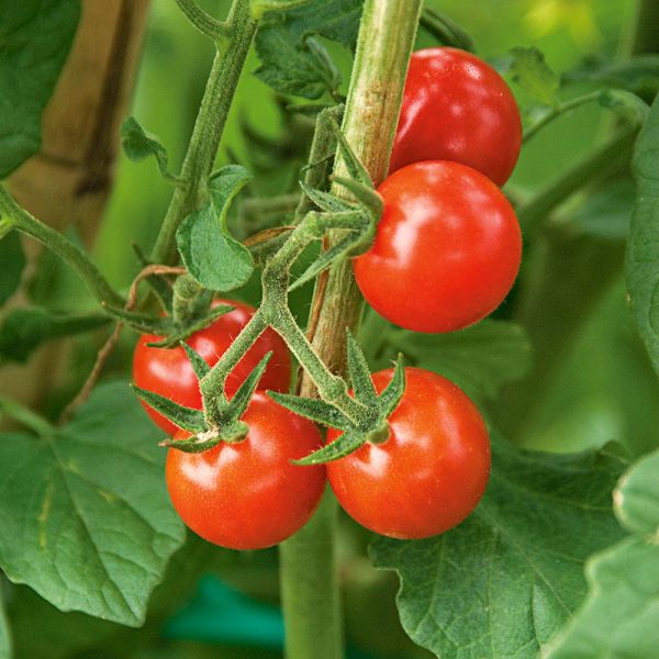 Tomato Matt S Wild Cherry White Flower Farm