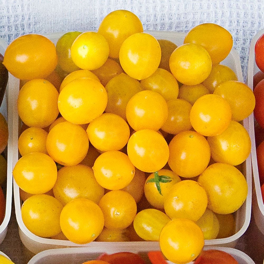 Tomato 'Blondkopfchen'