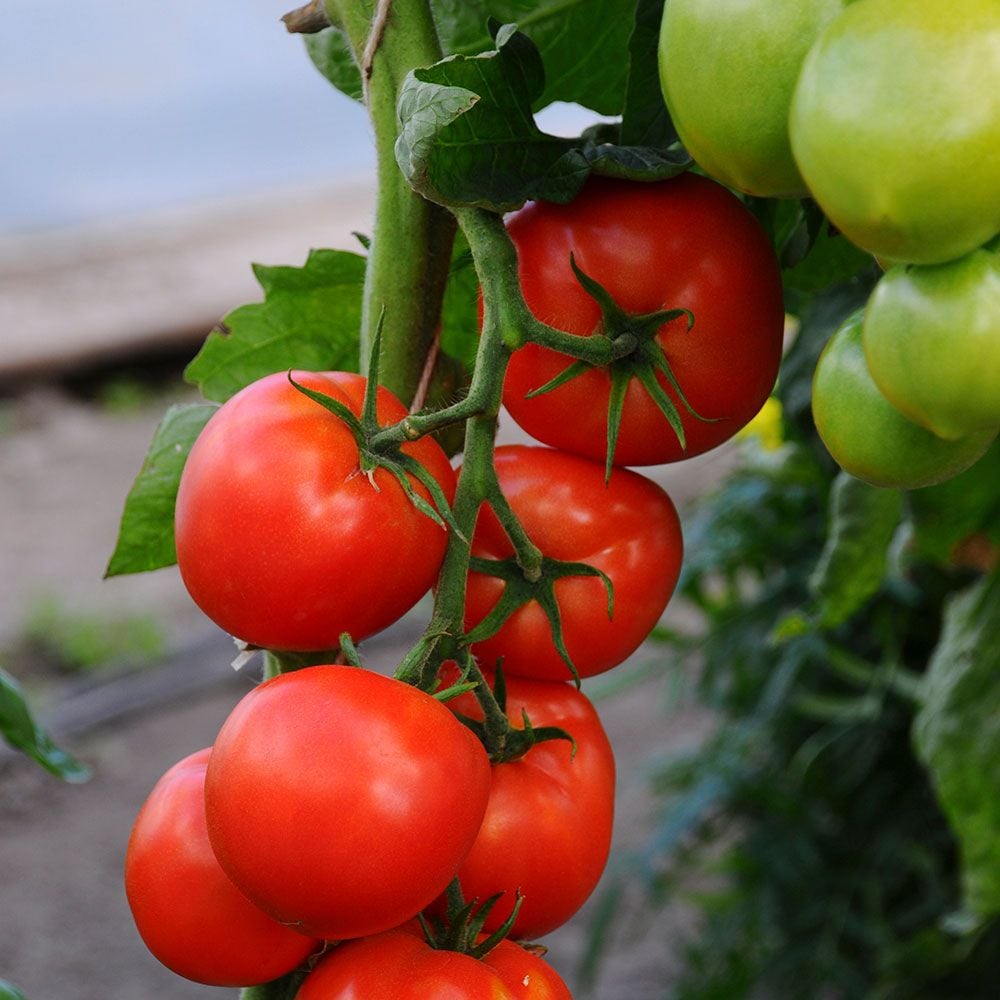 Tomato 'Bush Beefsteak'