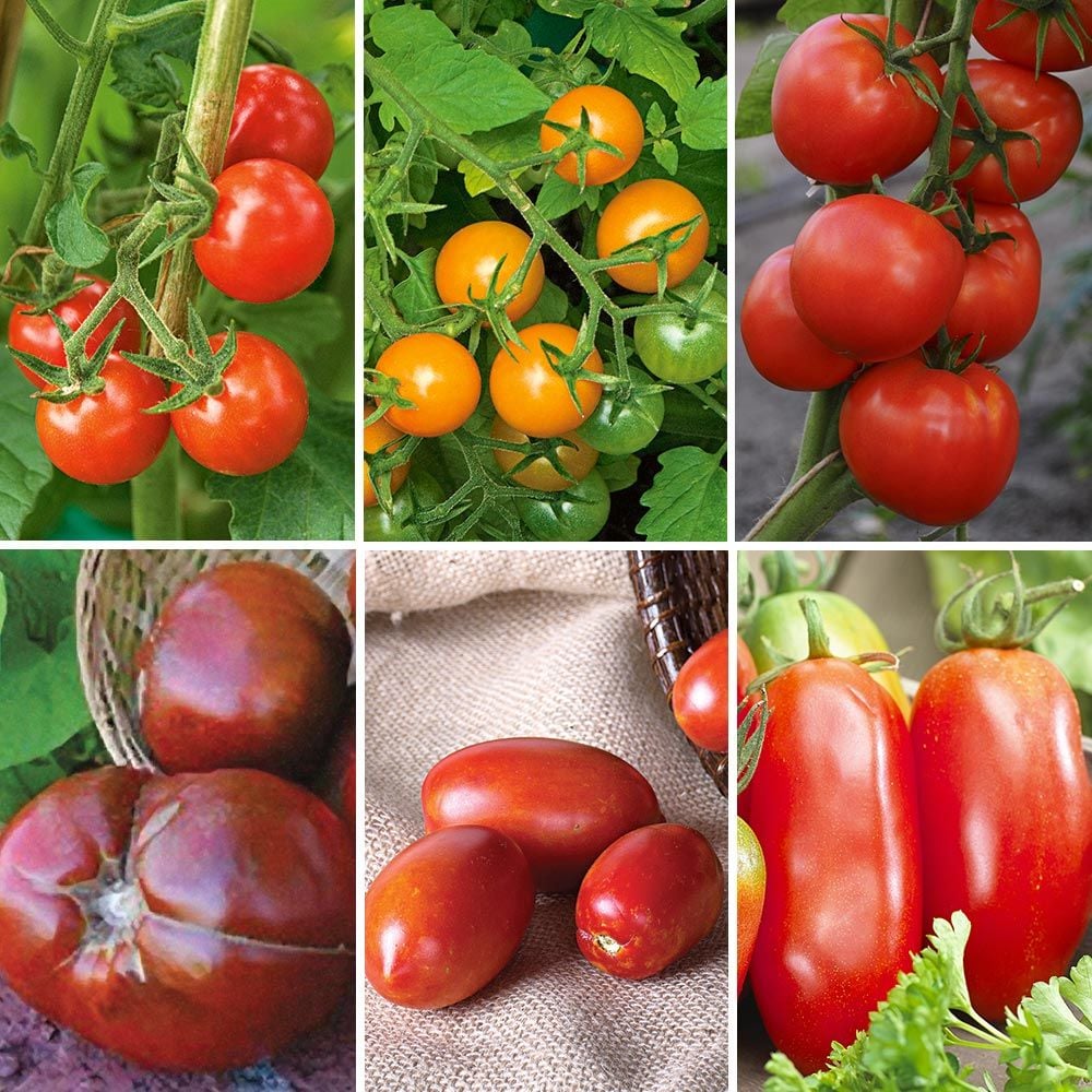 Extend Your Harvest Tomato Collection