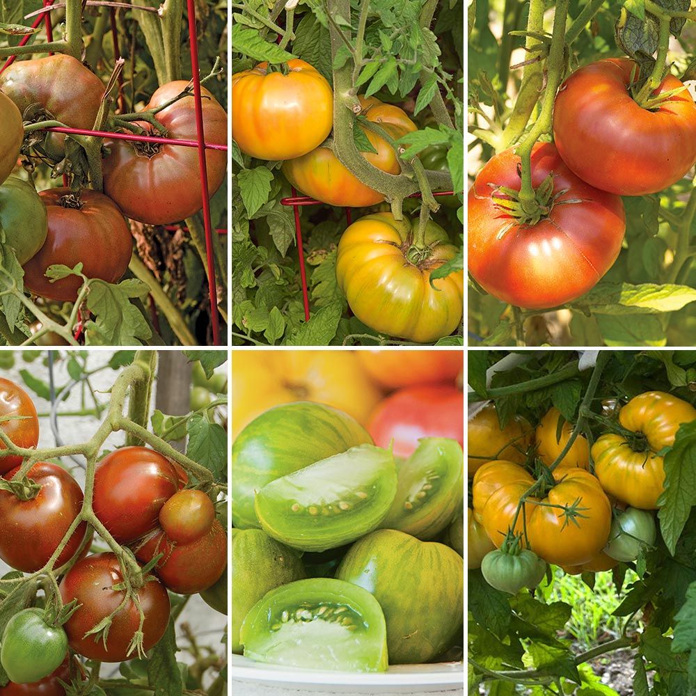 Festival Heirloom Tomato Collection White Flower Farm