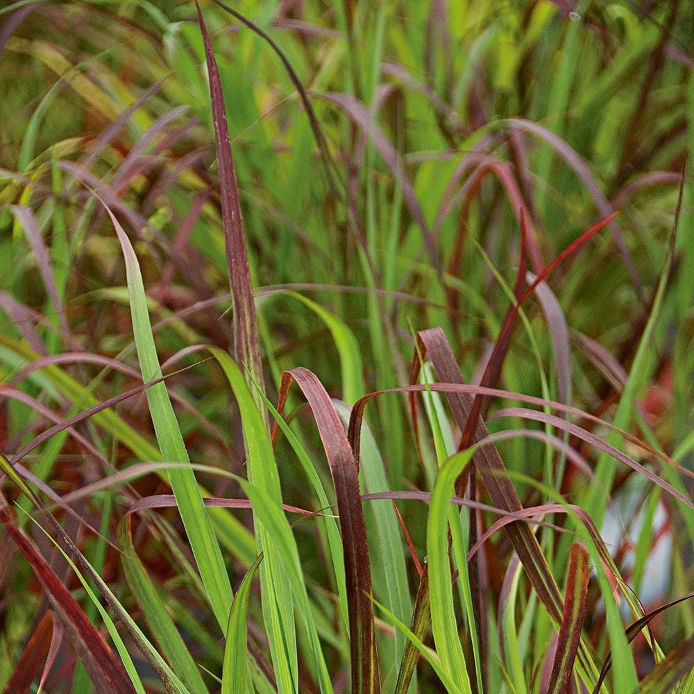 Ornamental Grass: Panicum virgatum Ruby Ribbons®