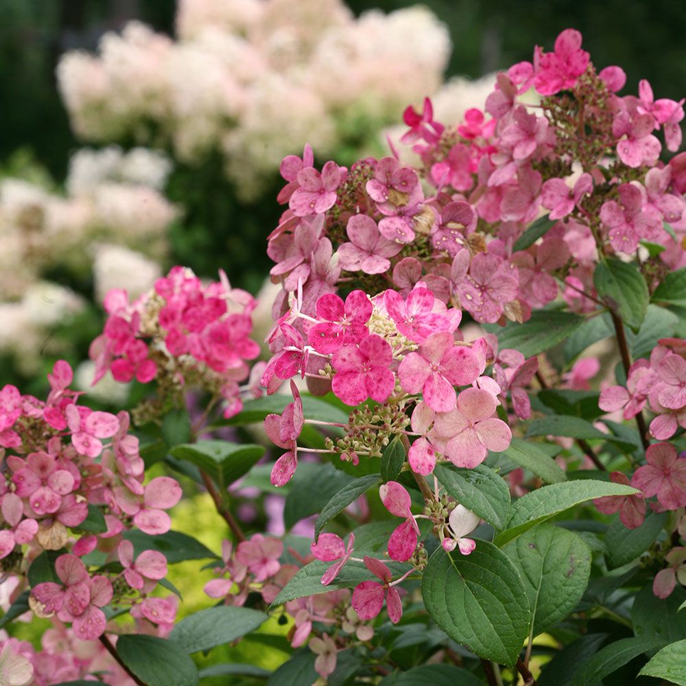 Little Quick Fire Hydrangea Fall | ubicaciondepersonas.cdmx.gob.mx