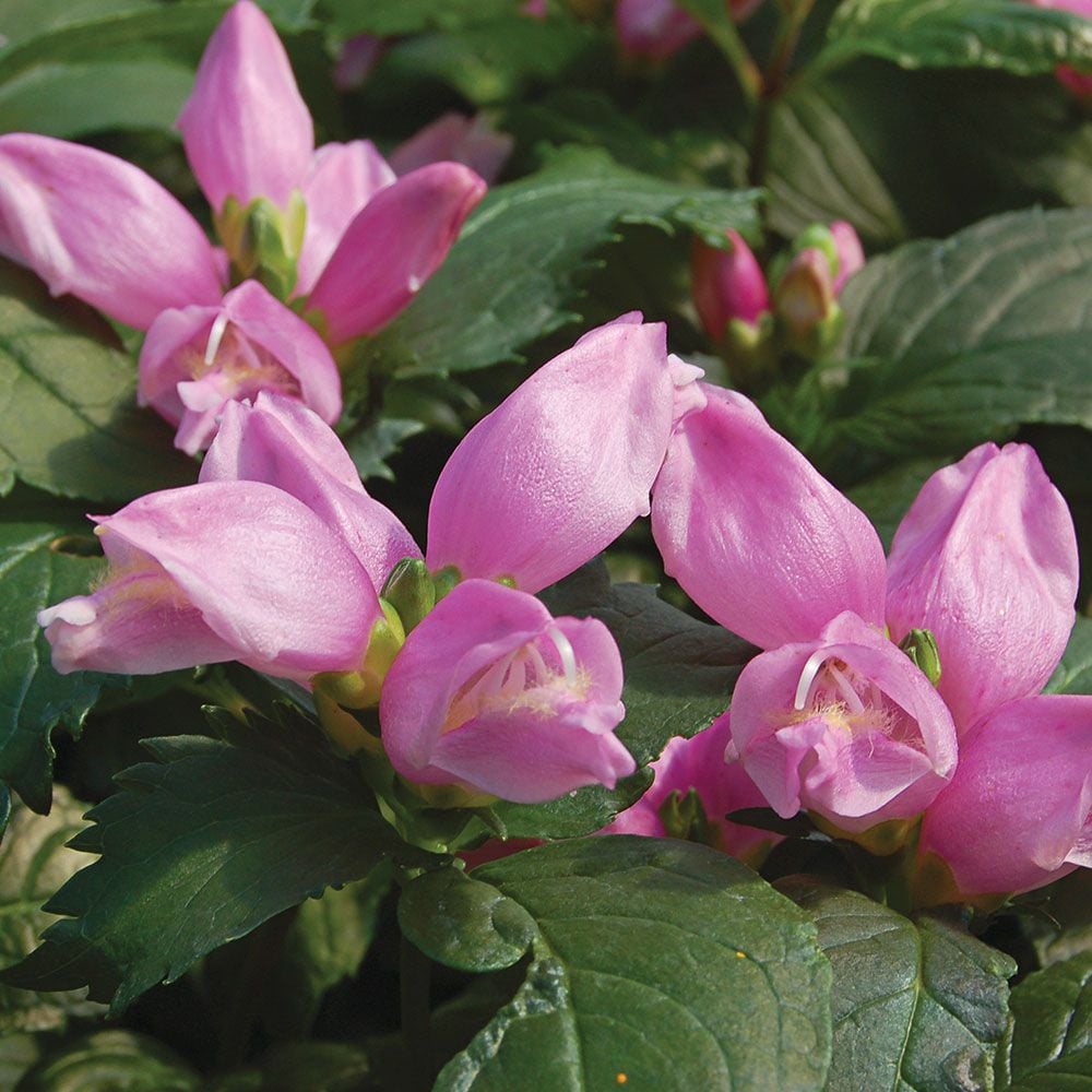 Chelone lyonii 'Hot Lips'