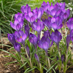  Crocus tommasinianus 'Ruby Giant'