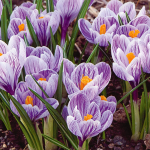  Crocus vernus 'Pickwick'