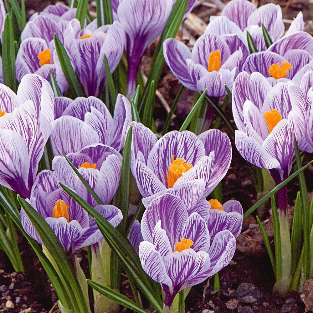 Crocus vernus 'Pickwick'