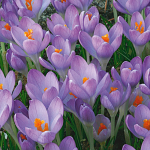  Crocus tommasinianus