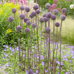  Allium 'Summer Drummer'