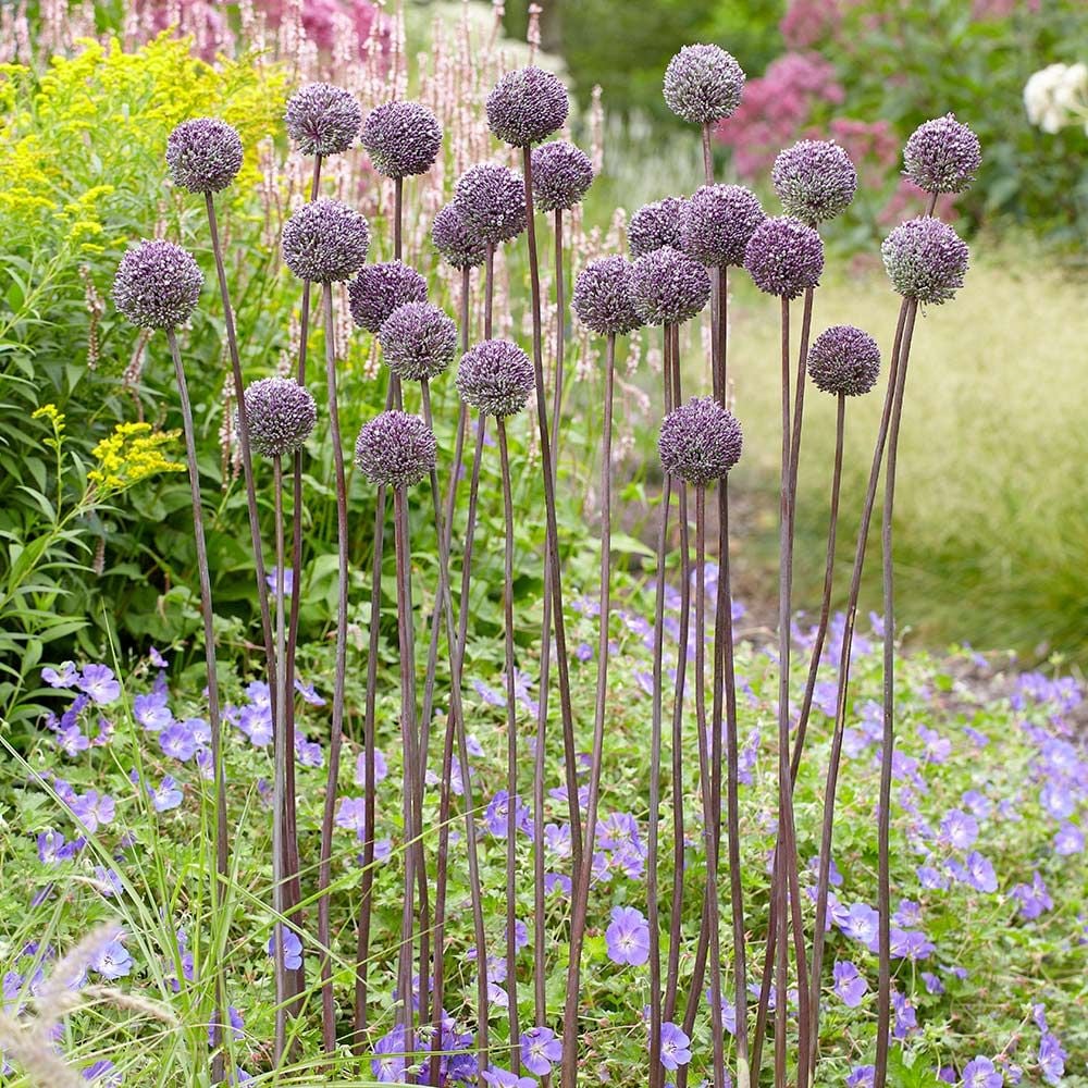 Allium 'Summer Drummer'