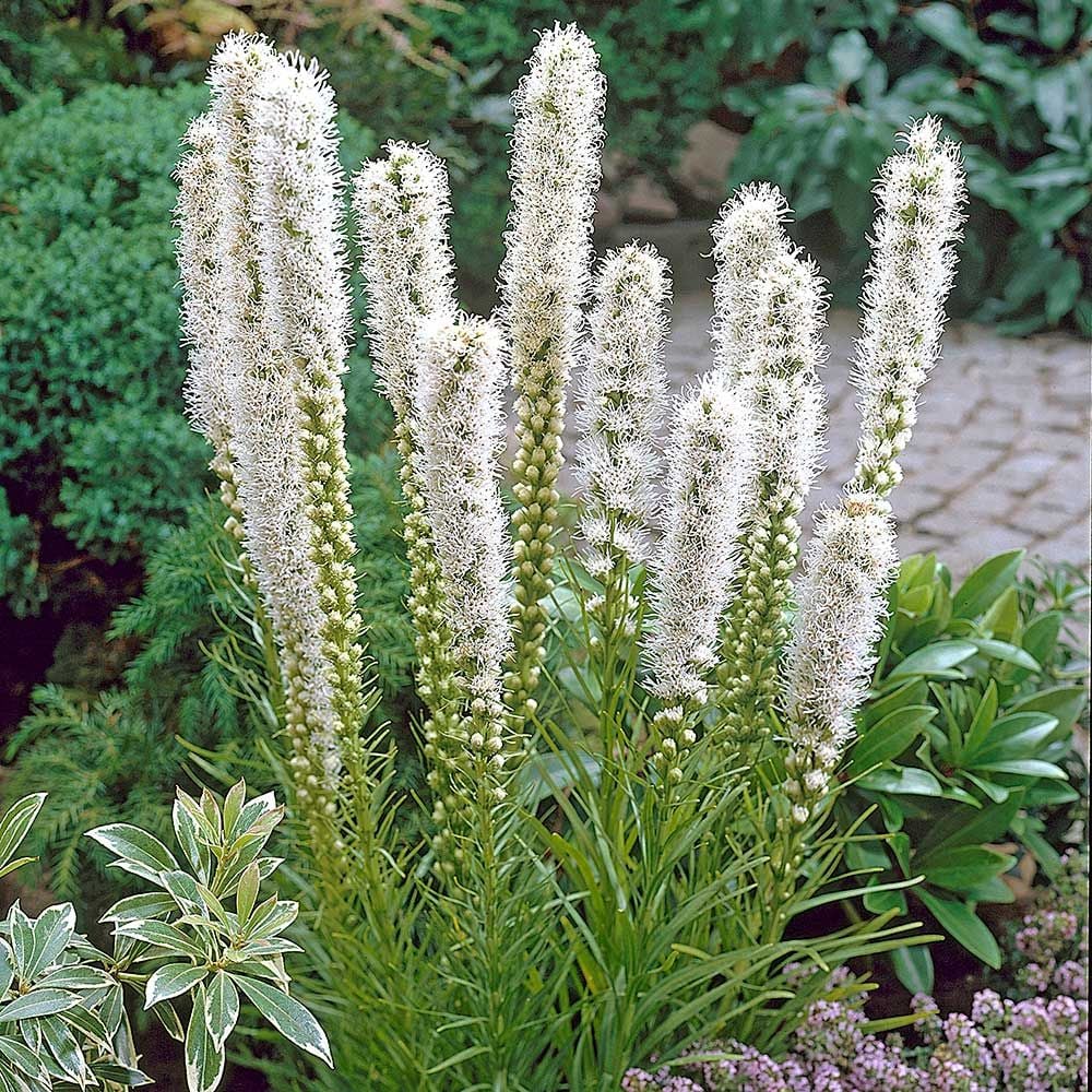 Liatris spicata 'Floristan White'