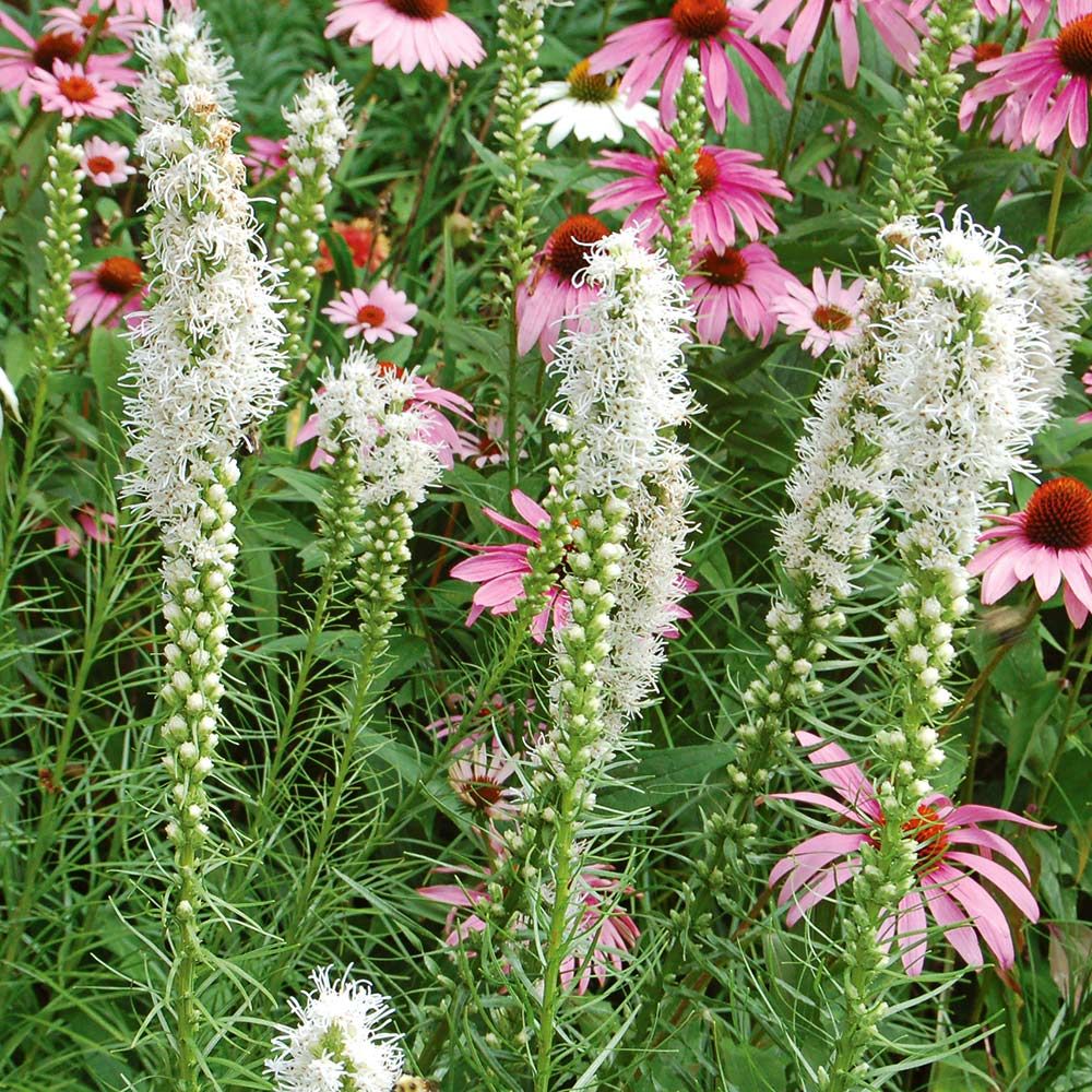 Liatris spicata Alba White Flower Farm