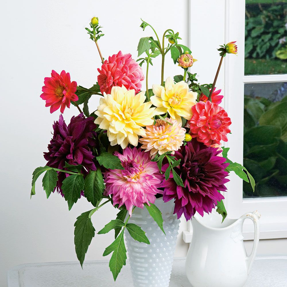 Dahlias For Cutting, 6 tubers White Flower Farm