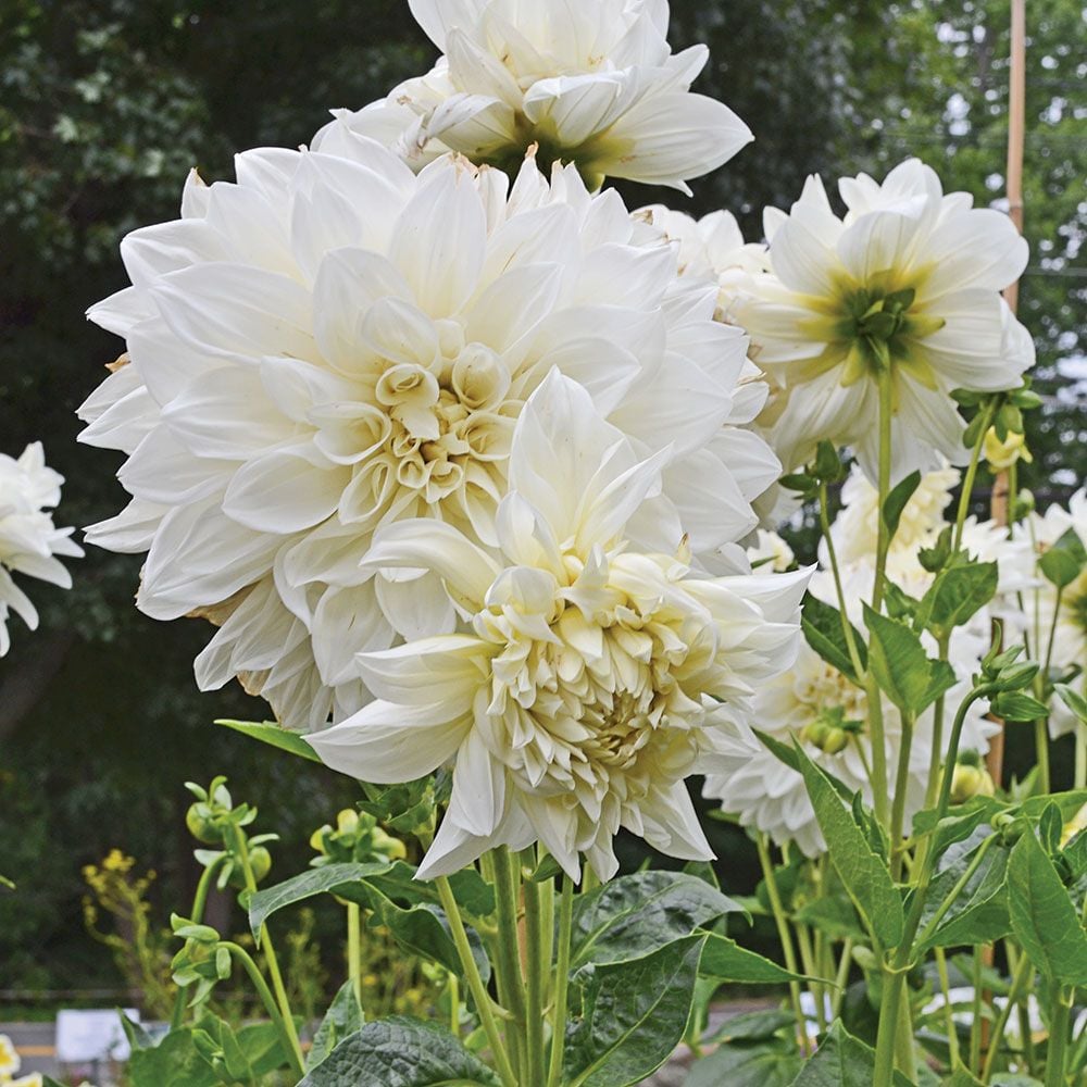 Dahlia 'White Perfection'