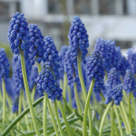  Muscari armeniacum