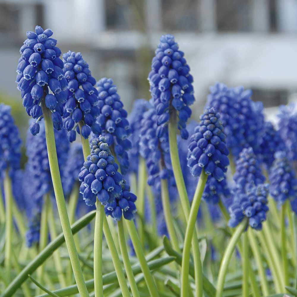 Muscari armeniacum