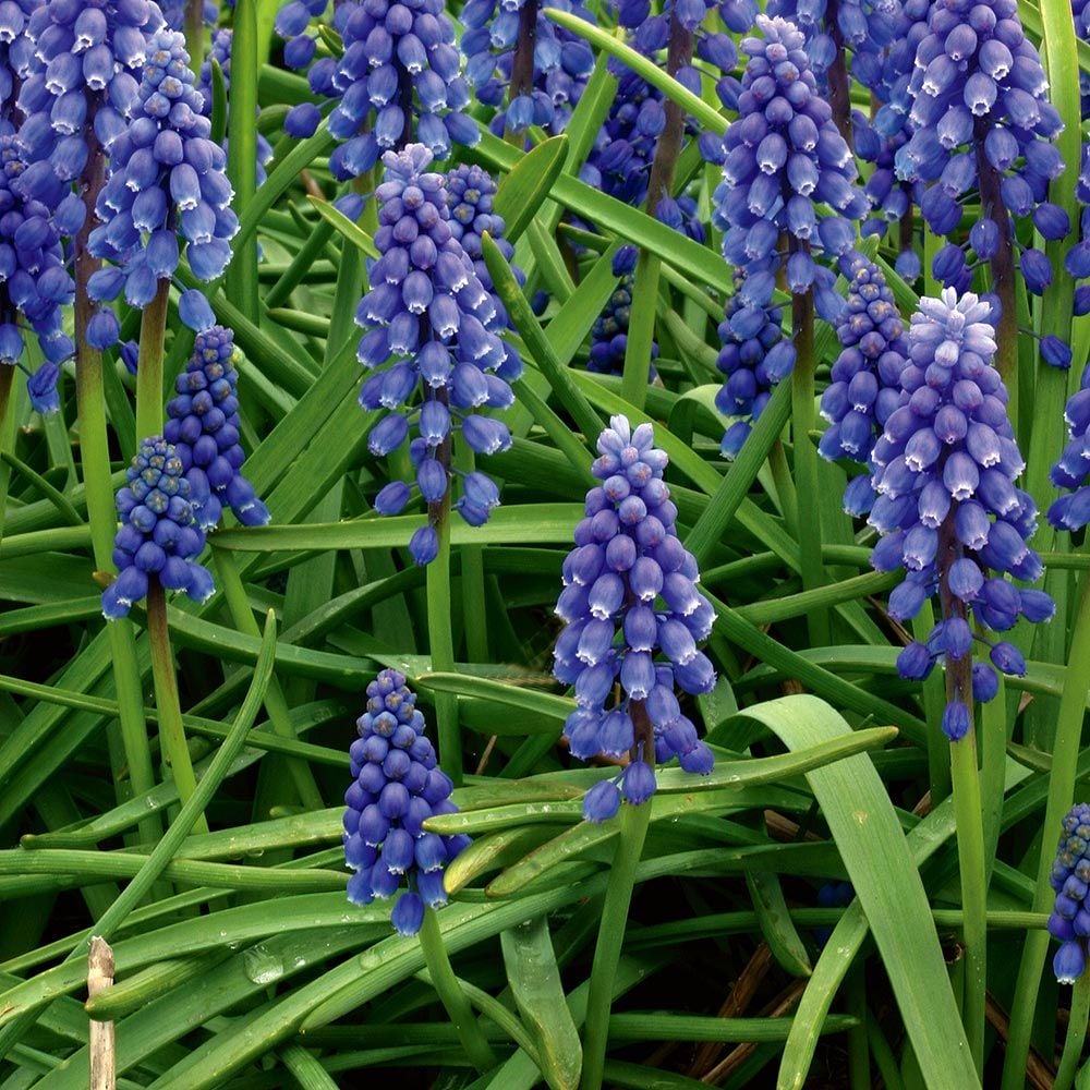 Muscari armeniacum White Flower Farm