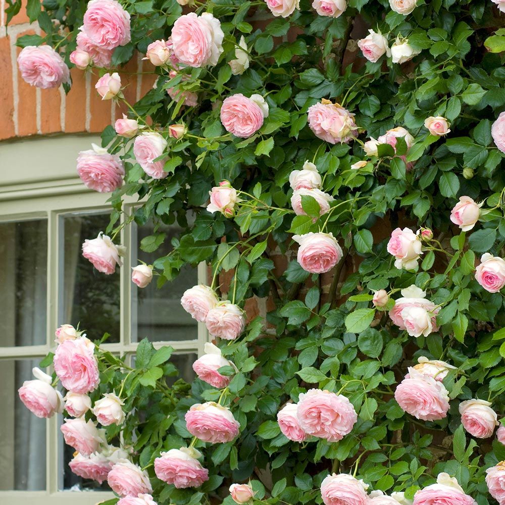 Rose Eden Climber® White Flower Farm