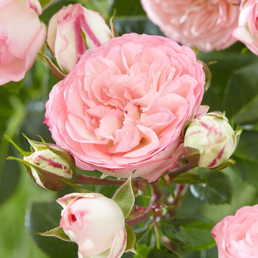 Rose Eden Climber White Flower Farm
