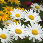  Leucanthemum x superbum 'Becky'