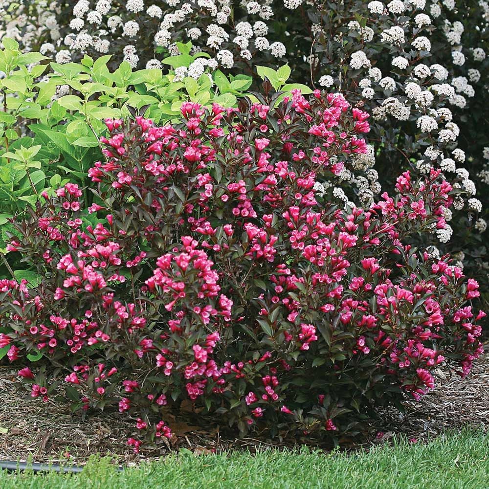 Weigela florida Wine & Roses®